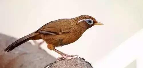 画眉鸟能活多少年龄,画眉鸟能活多少年呢