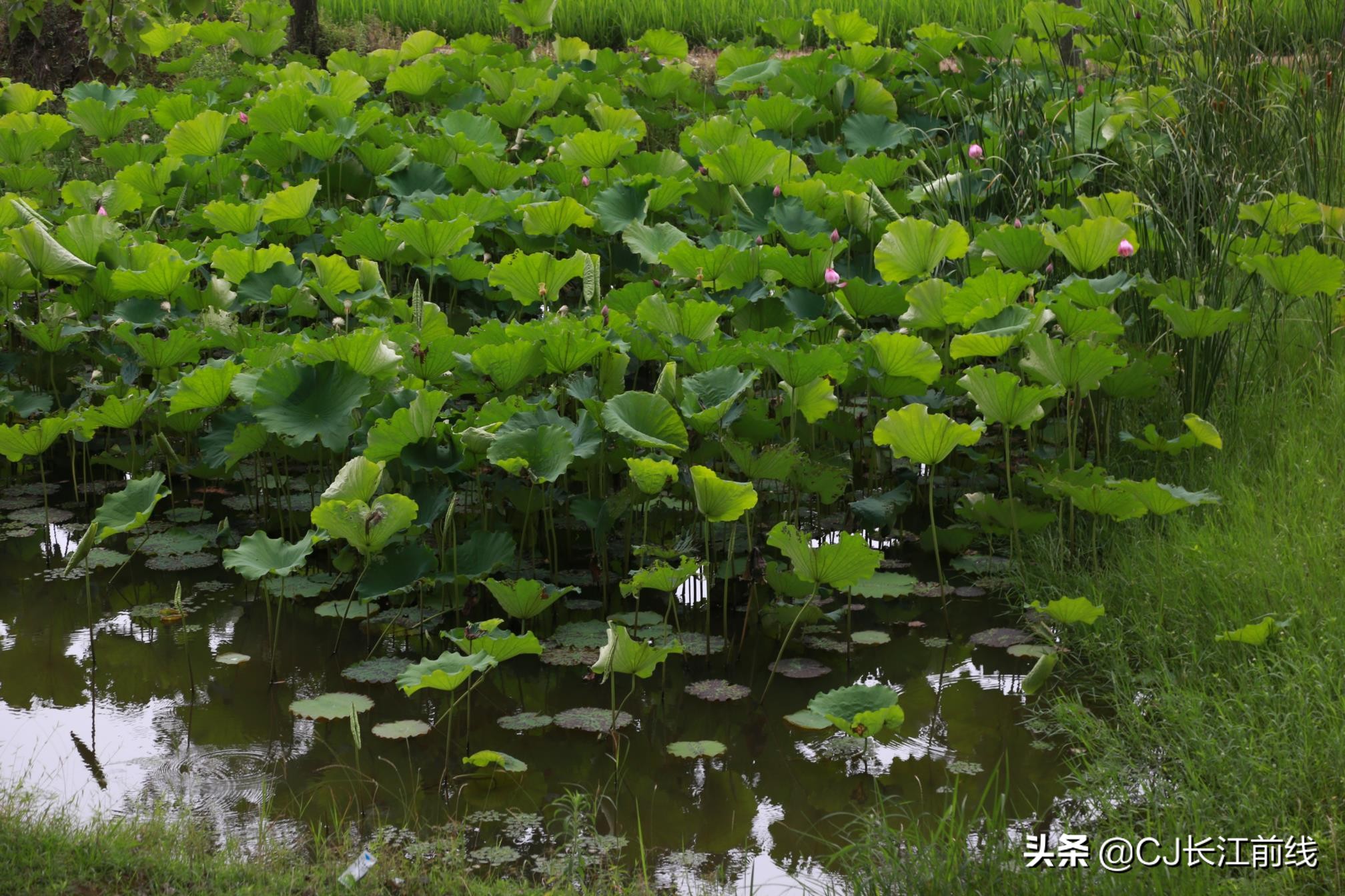 淮滨谷堆杨湾最新消息,淮滨谷堆杨湾风景