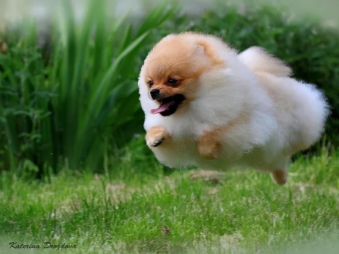 博美犬是哪个女王的狗,博美犬故事