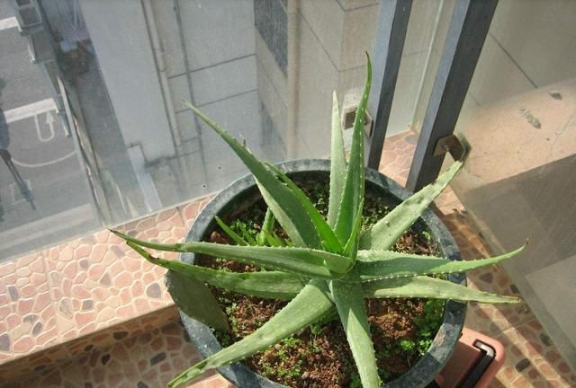 怎样使用新鲜芦荟擦脸才正确,新鲜芦荟擦脸的正确方法