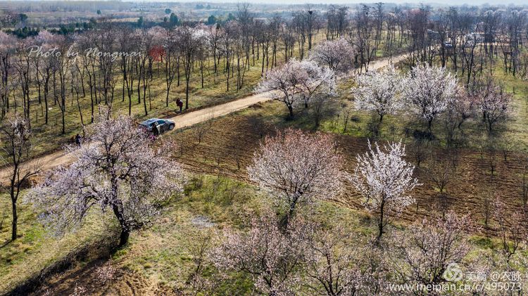 河南灵宝百年古杏林花开遍山野,灵宝北沟古杏林图片