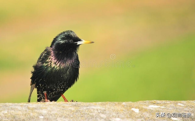 八哥善于说什么语言,八哥容易学会的词语