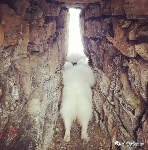 要狗看门？千万别选萨摩耶！这货除了笑不会干别的了