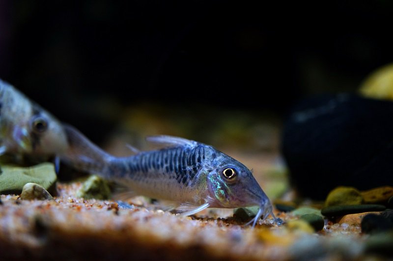 南美水族论坛推荐,南美水草造景论坛