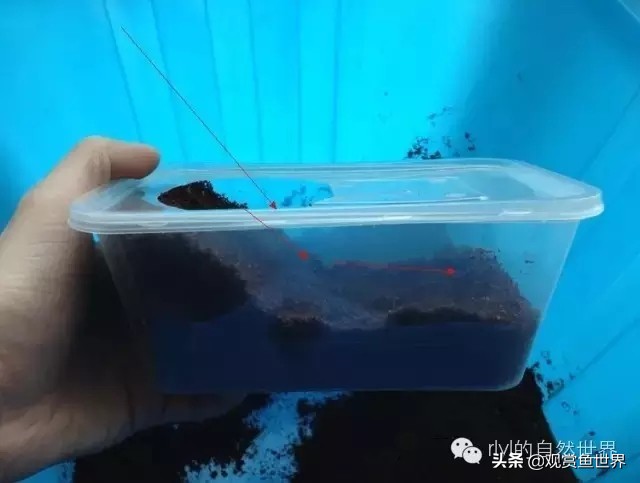 守宫最佳繁殖方法,守宫小技巧