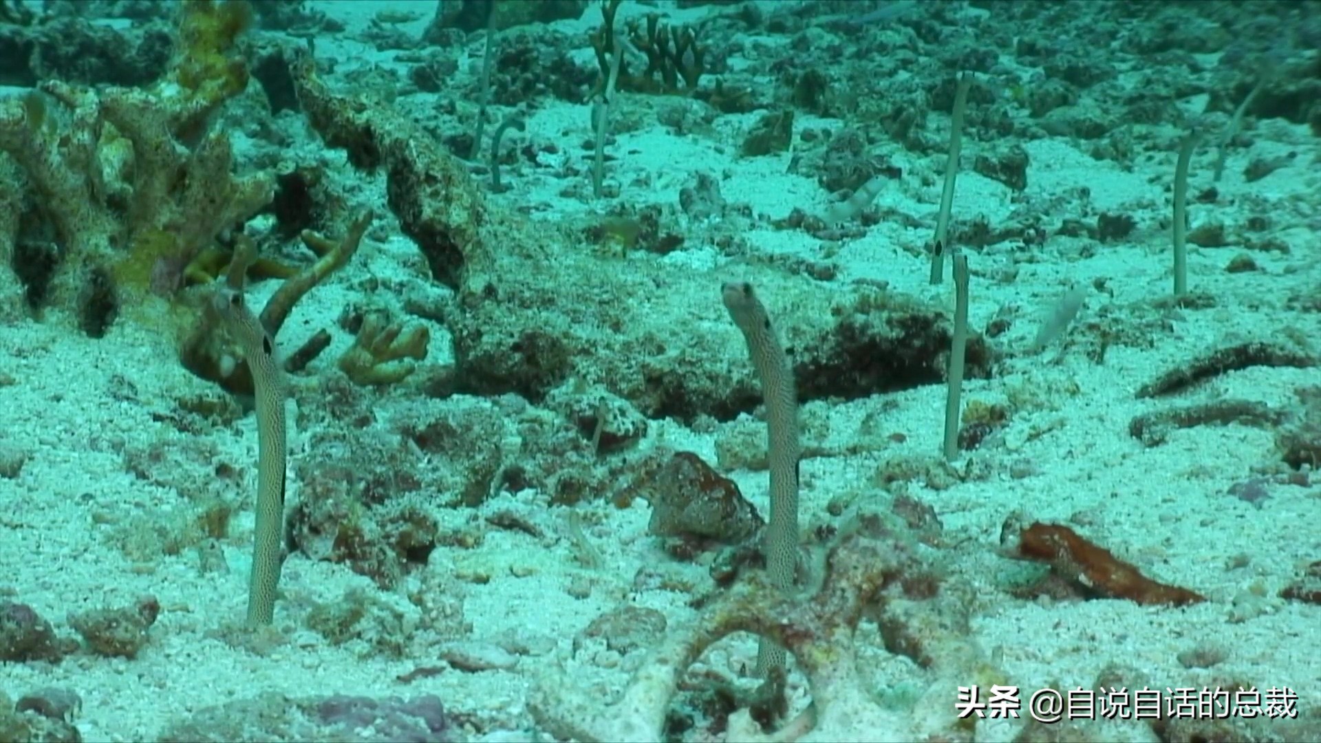 原来，你吃的鳗鱼，每一只都见过海底深渊的秘密｜自说自话的总裁