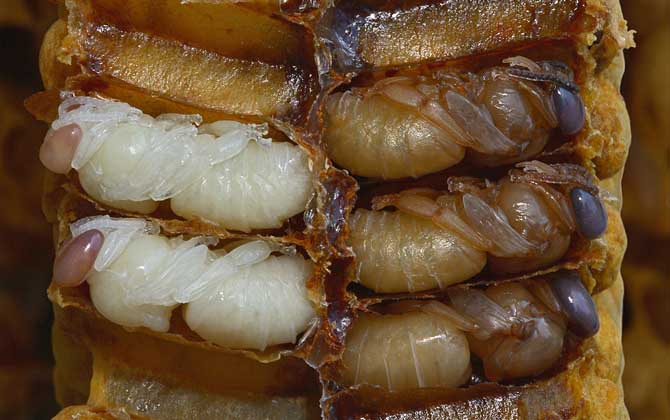 蜂蛹有什么价值,蜂蛹有什么营养价值和功效