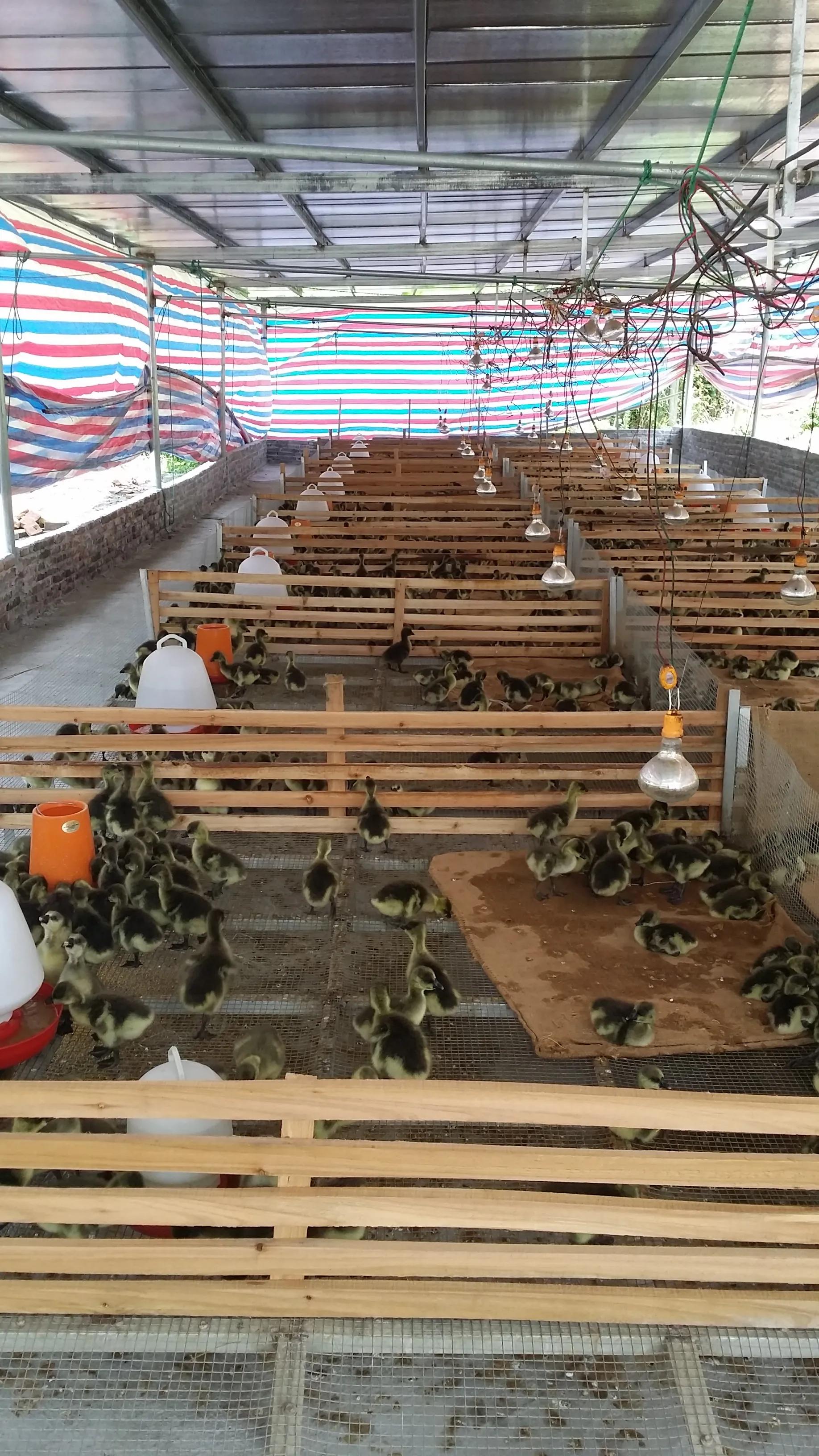 小鸡育雏网床制作方法,怎样搭建小鸡保温棚