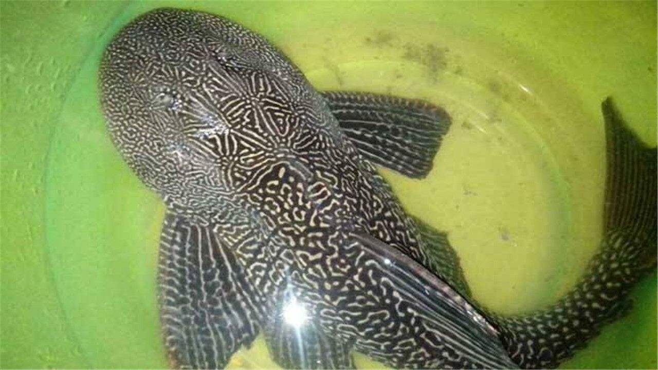 鱼缸死鱼是挡煞吗,鱼缸死鱼为什么放冰箱