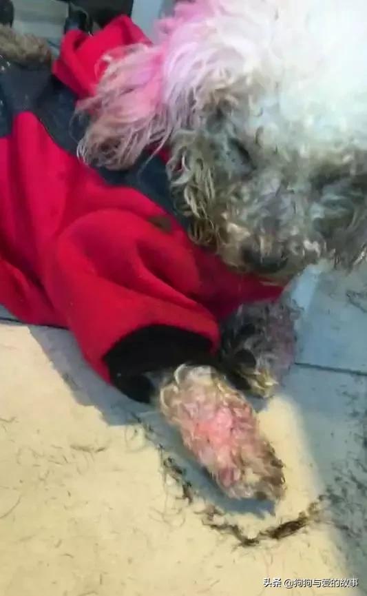 狗得了重病主人哭了,可怜的狗去世