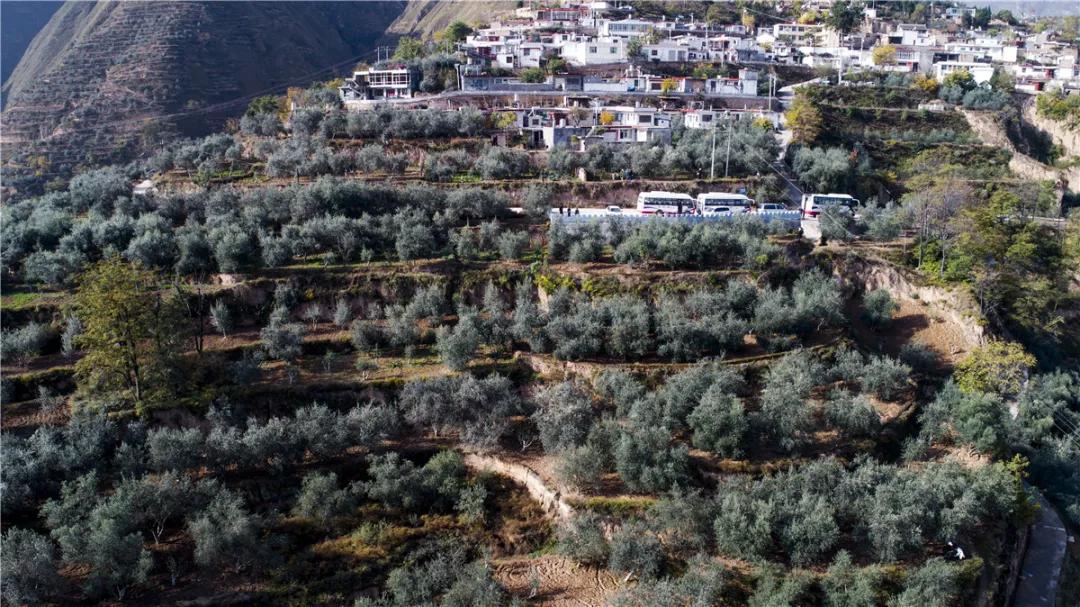 中国国际金奖橄榄油,中国橄榄油获奖