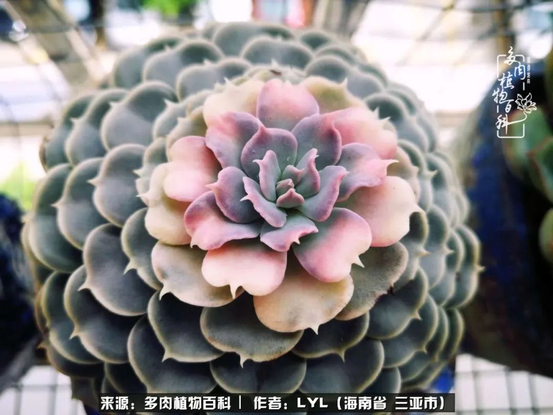 开挂区养多肉,非开挂区怎么把多肉养出状态