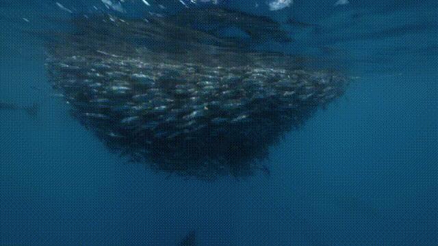 蓝鳍金枪鱼拍出天价,天价蓝鳍金枪鱼切割全过程