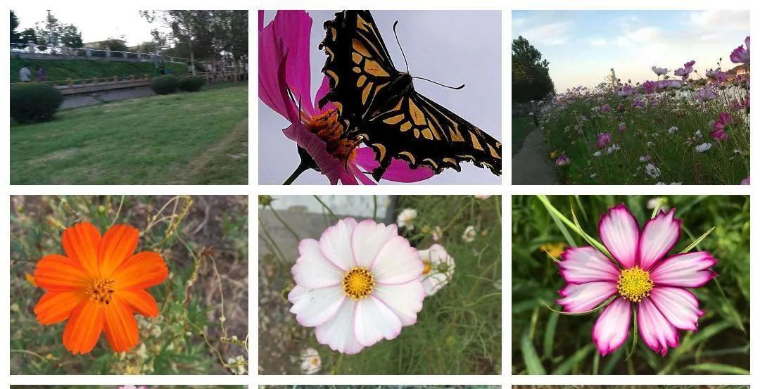 神奇的扫帚照片,神奇的扫帚是什么动画片