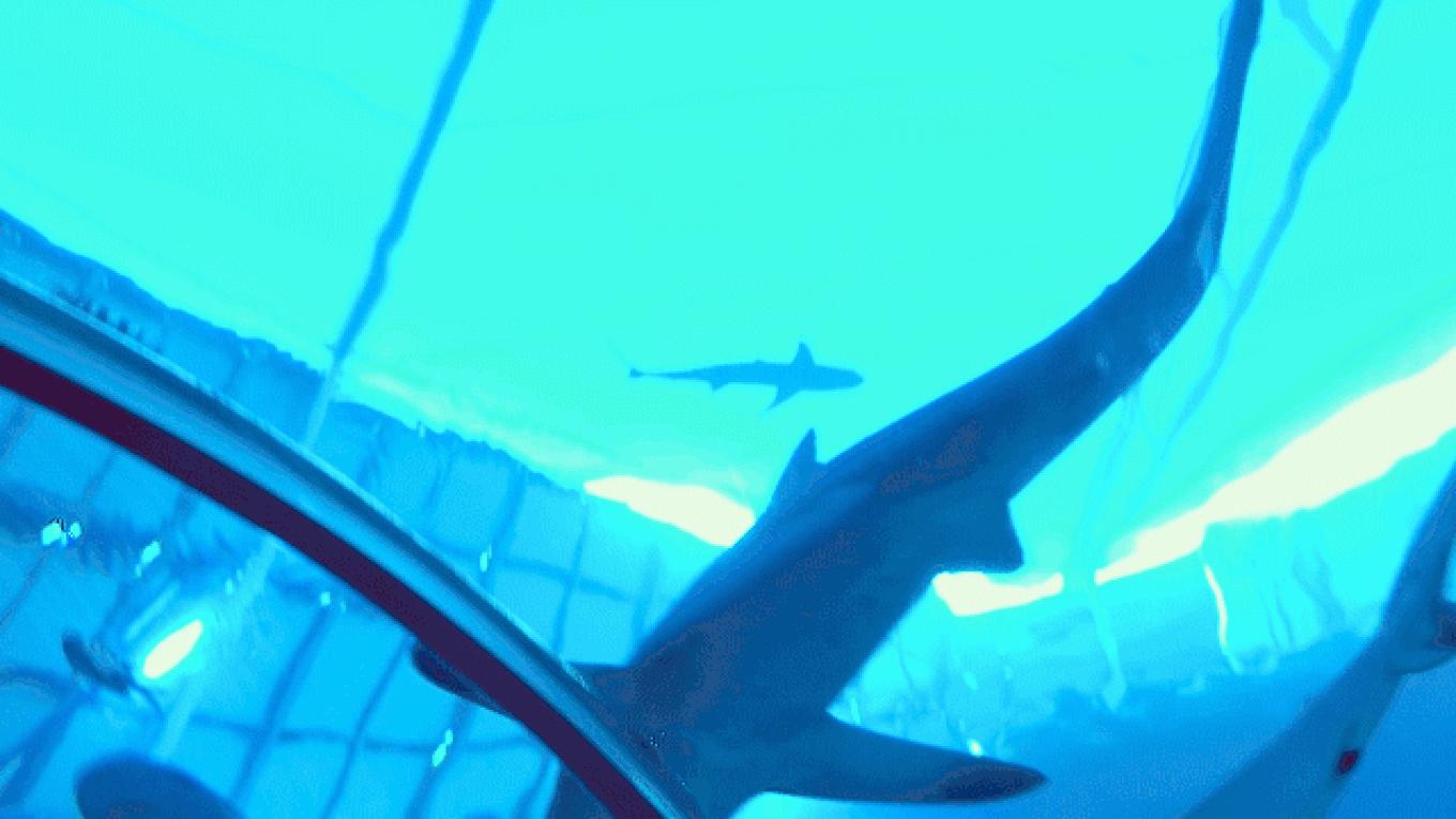 5年之许,小白逆袭重返新加坡