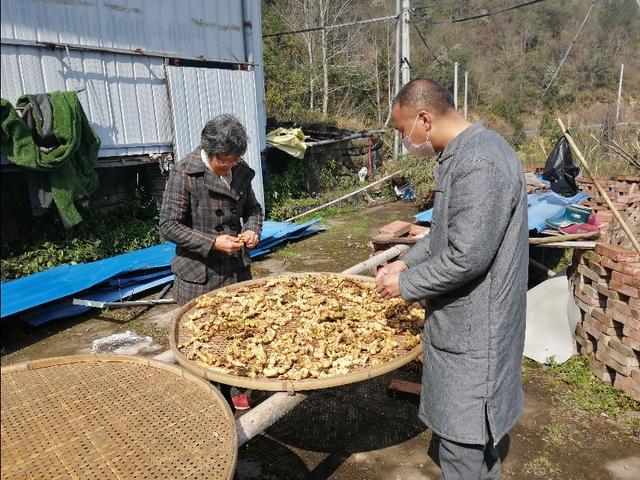 四明山哪座山上有黄精,四明山哪里有山黄精