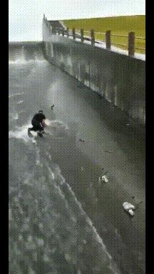 这只鹦鹉一直以为他是一只猴,所以每天都在重复做这个动作