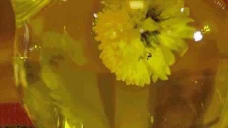 茉莉花茶到底是好茶还是烂茶,只有茉莉花茶是真正的花茶