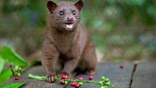 猫屎咖啡到底有多昂贵,猫屎咖啡开成天价