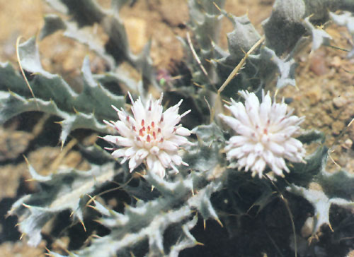 中华人民共和国野生植物保护名录,濒危保护植物名录药用植物多少种