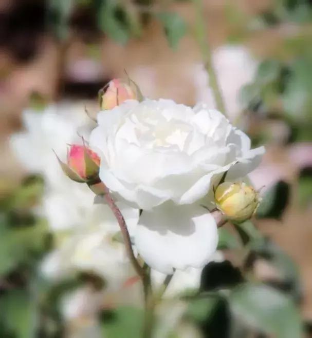 「倒叙·分享」婚庆小百科，婚礼捧花大学问你知道吗？