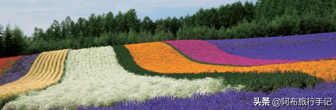 日本花海,日本30个最美花海