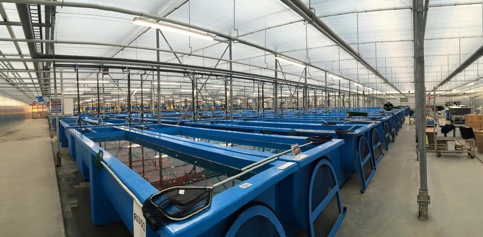 锦鲤自然鱼池繁殖方法,锦鲤自然繁殖方法视频教程