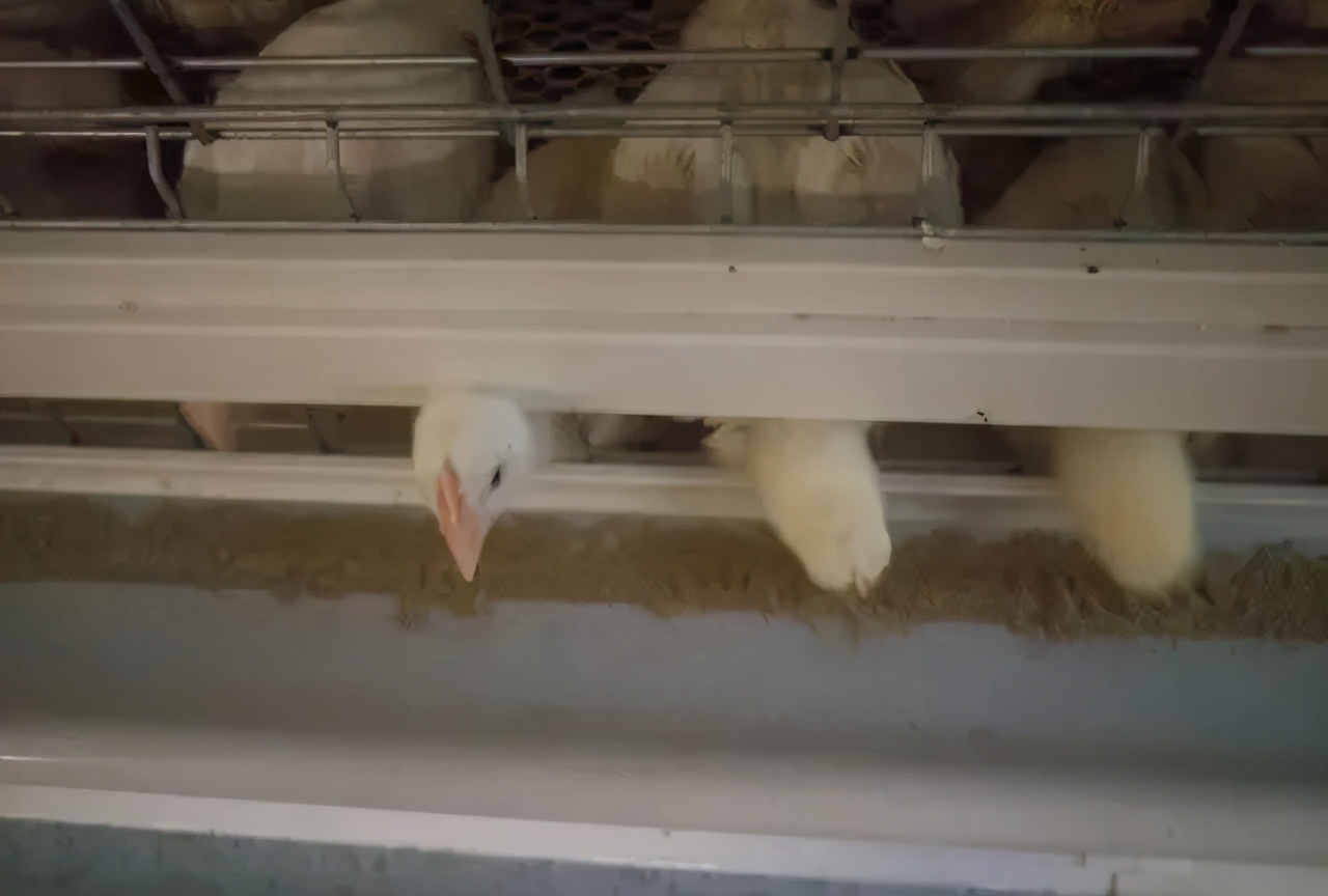 笼养肉鸡夏季管理,笼养肉鸡的管理