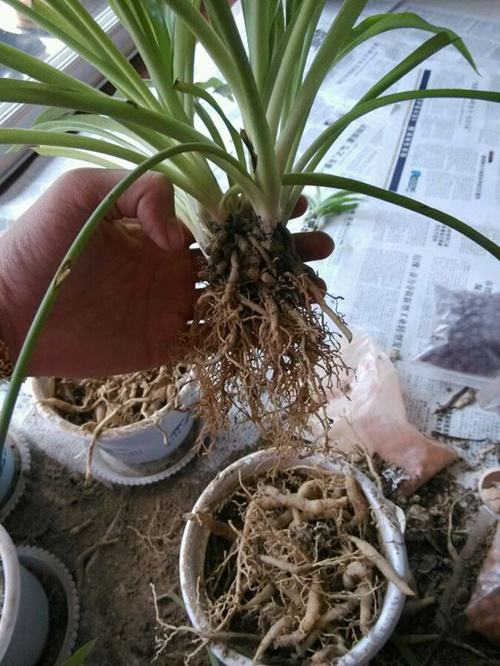 春天养“吊兰”，就得下“狠手”，上、下各剪一刀，呼呼冒新叶！