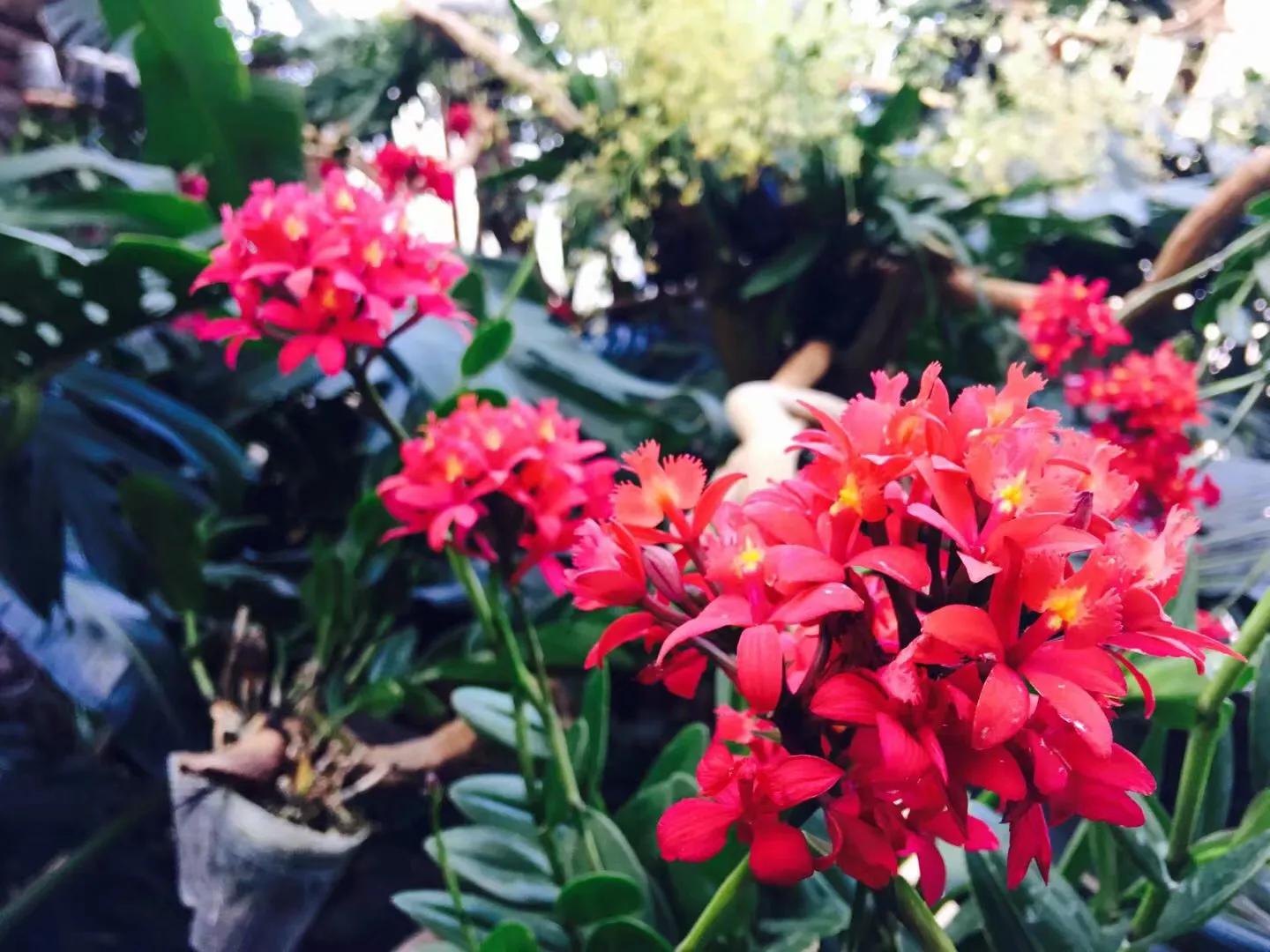 兰花最美的季节是冬季,北方冬季赏兰花