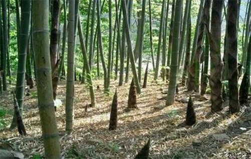 竹笋苗怎么种植,水竹笋怎么种植