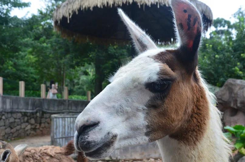 广州哪里好玩的地方推荐最新,广州哪里好玩的地方免费推荐