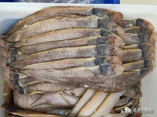 青岛怎么叫龙利鱼,青岛本地龙利鱼