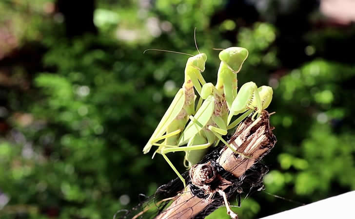 死了都要啪公螳螂头没了仍不忘“干活”