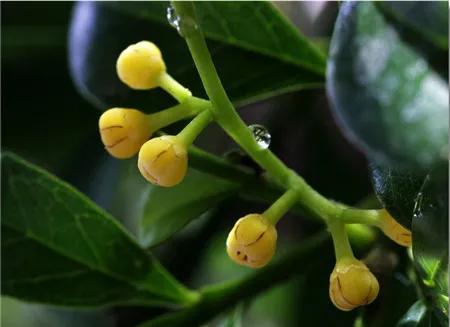 米兰适合在家养殖吗,米兰冬季养殖方法