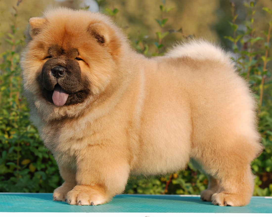 松狮犬的5大缺点难怪那么少人养,松狮犬的作用和用途