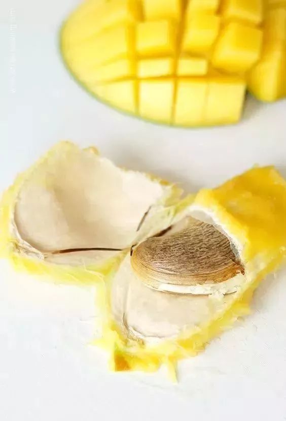 玉米棒子插水里，7天冒出小森林