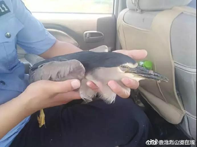 还没看《神奇动物在哪里》?没关系,你错过的神奇动物都在这里