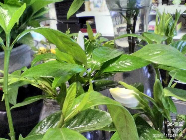 栀子花开舞蹈视频,栀子花开何炅