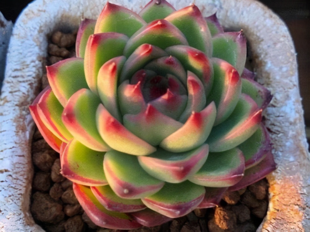 好看又难养的多肉,漂亮的多肉都难养是个误区