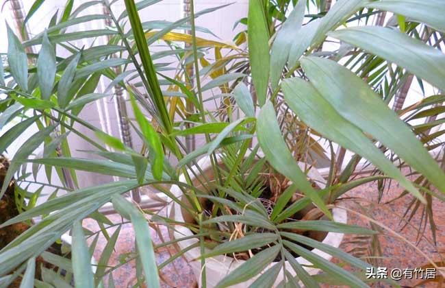 不可食无竹的竹子,宁可不吃肉也得吃竹子