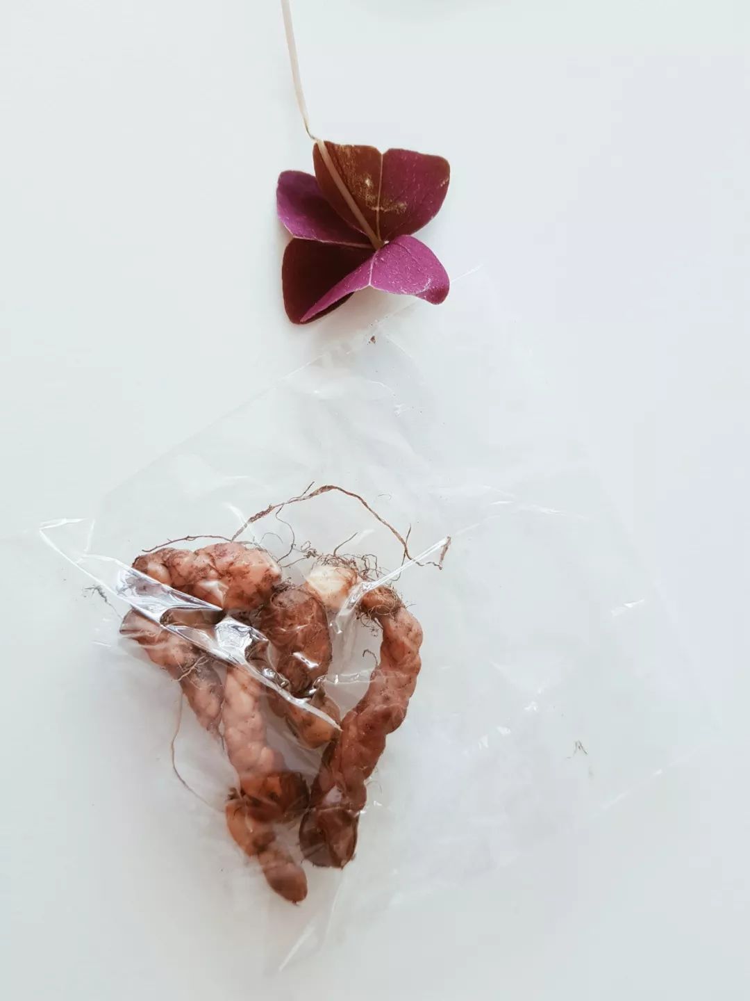 紫色幸运草的盆栽方法什么季节种,紫色幸运草块茎怎么种