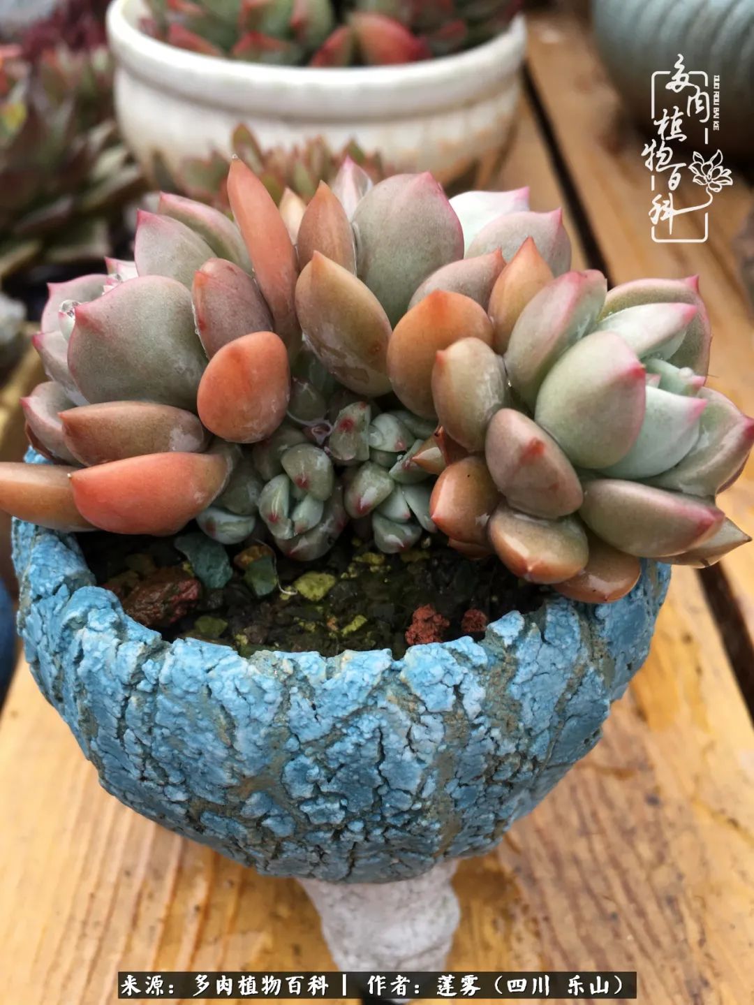 治愈系多肉精灵,初冬携一抹暖阳与多肉相伴