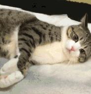 家养猫招财猫有哪些特征,招财猫的几个特征