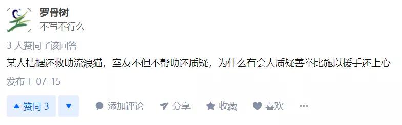 救助流浪猫的都是哪些人,救助了流浪猫没出钱被骂了