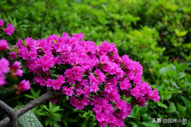 十大名花及其花语,世界上十大名花的花语