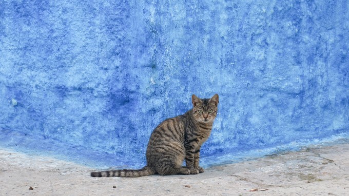 浪漫的土耳其之旅游攻略,摩洛哥的攻略