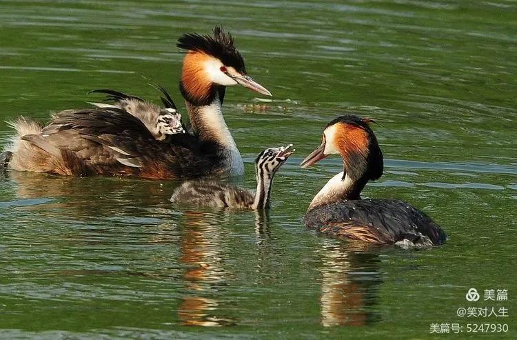 凤头鸊鷉粤语,斑头雁飞得最高的鸟