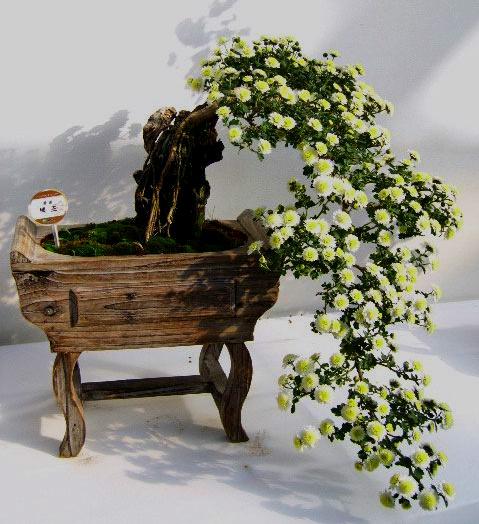 玩盆景看懂这8幅图,迎客松盆景和悬崖盆景哪个好看