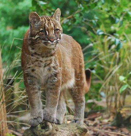 地球历史中最厉害的食肉动物,世界上有什么食肉动物